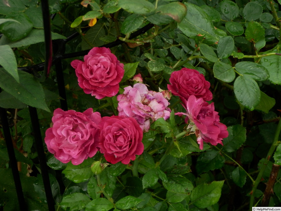 'Blue Eden ®' rose photo