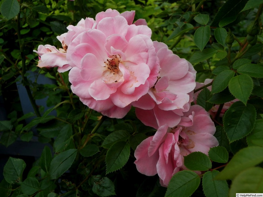 'Bournonville ™' rose photo