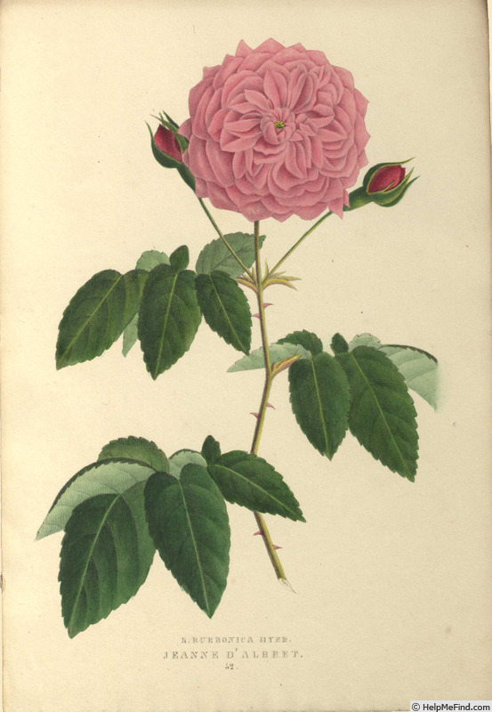 'Jeanne d'Albret (bourbon, Laffay, pre 1836)' rose photo