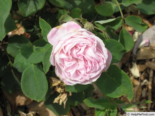 'Madame Auguste Perrin' rose photo