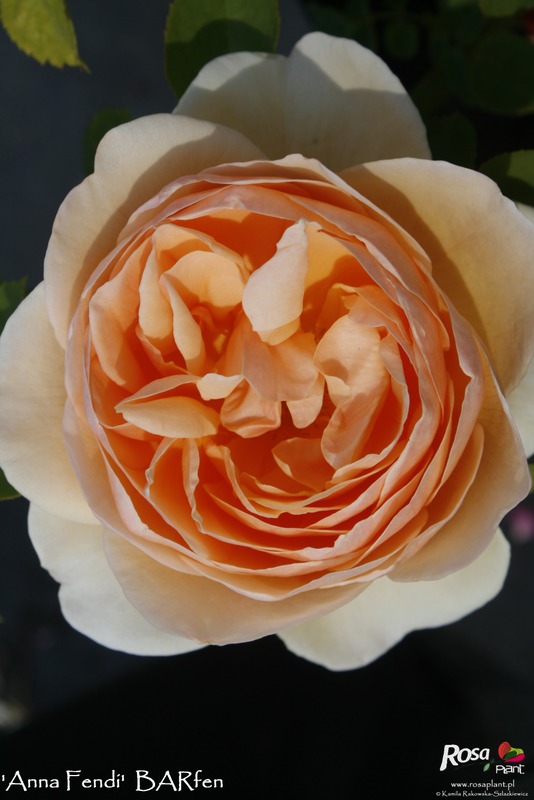 'Anna Fendi ®' rose photo