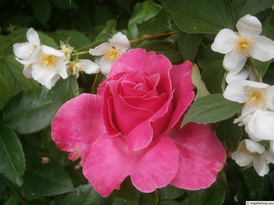 'Caprice de Meilland ®' rose photo