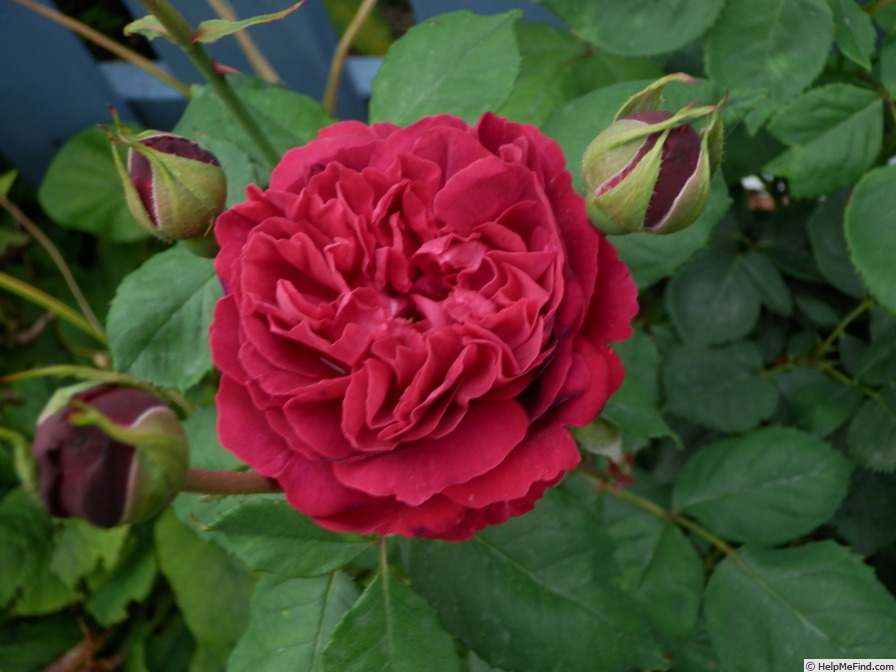 'Erinnerung an Schloss Scharfenstein' rose photo