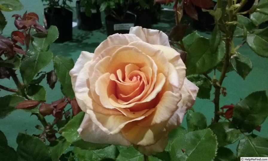 'DICstartle' rose photo