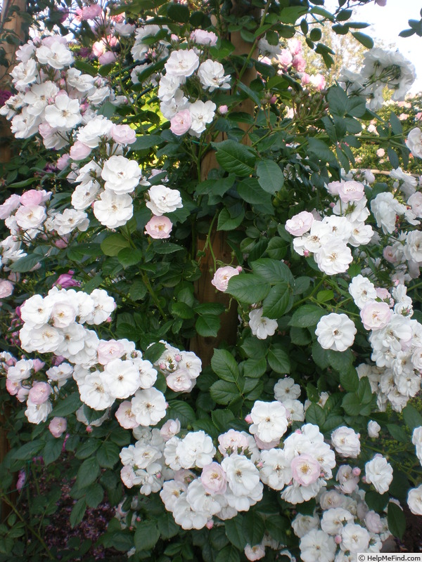 'Perennial Blush' Rose Photo