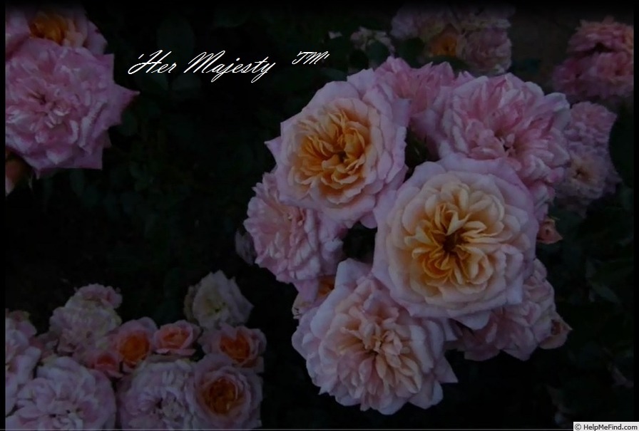 'Her Majesty ™ (floribunda, Dickson, 2001)' rose photo