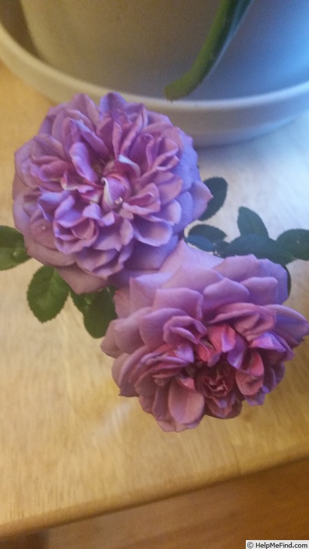 'Lavender Veranda ®' rose photo