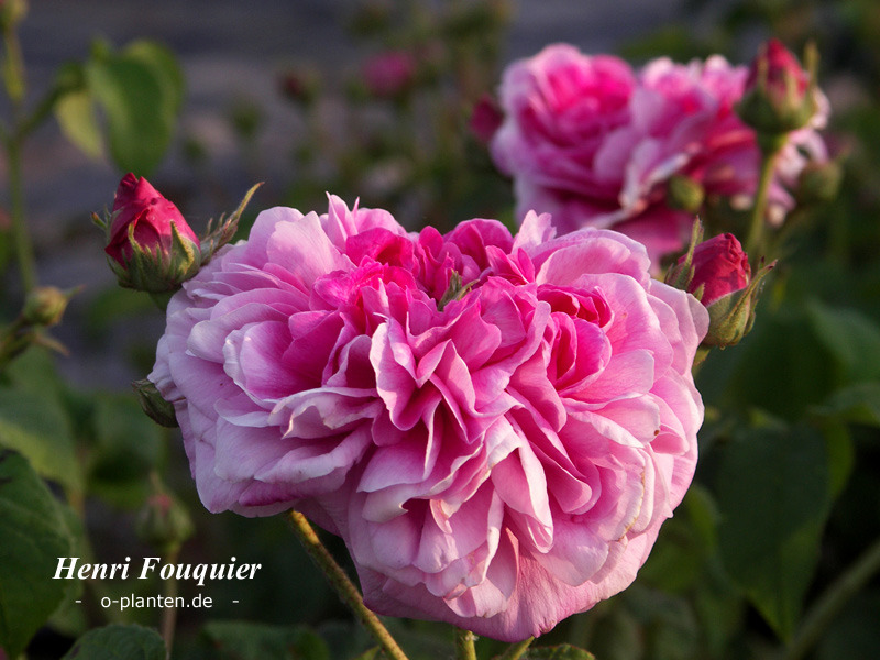 'Henri Fouquier' rose photo