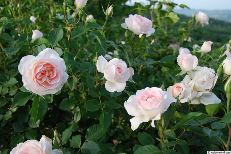 'Sans Souci ® (floribunda, Barni, 1995)' rose photo