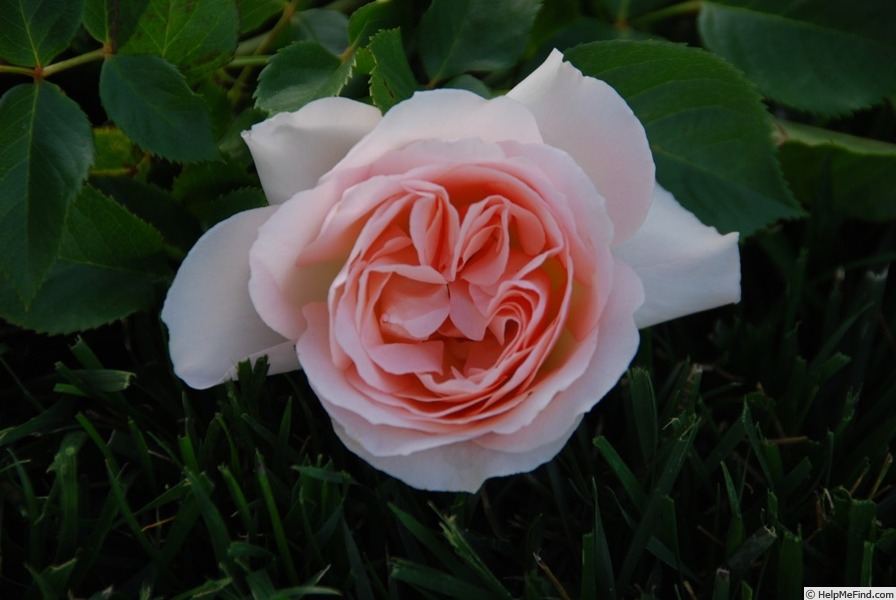 'Sans Souci ® (floribunda, Barni, 1995)' rose photo