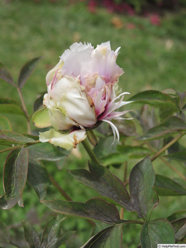 'Baume de Provence' peony photo