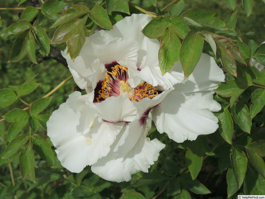 'Rock's US' peony photo