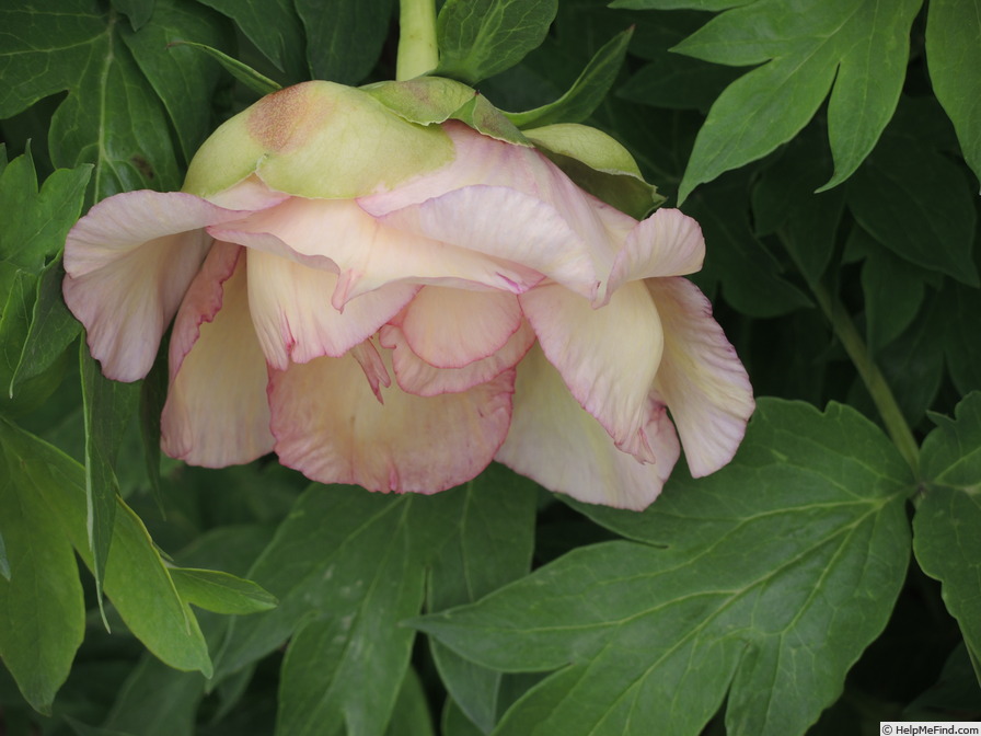 'Argonaut' peony photo