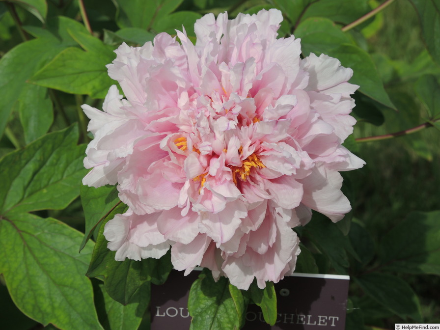 'Louise Mouchelet' peony photo