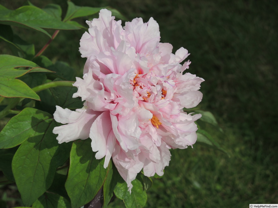 'Louise Mouchelet' peony photo