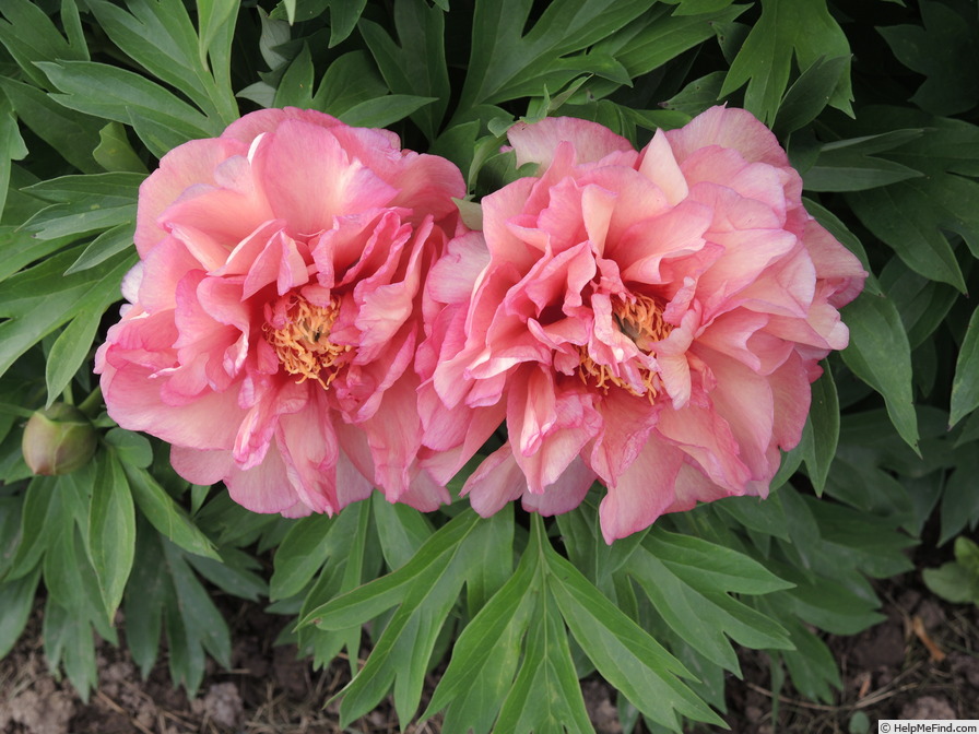 'Hillary' peony photo