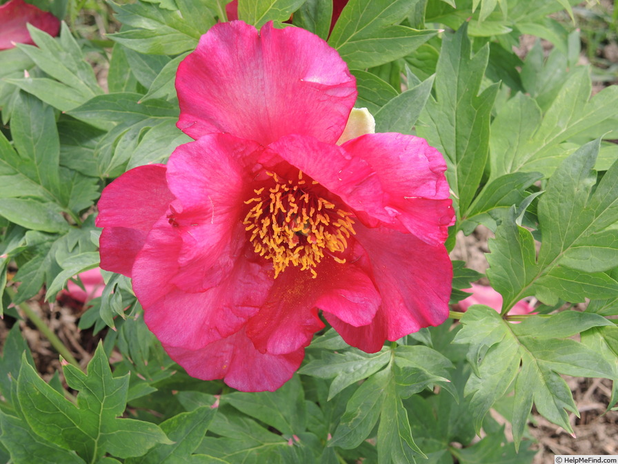 'Icarus' peony photo