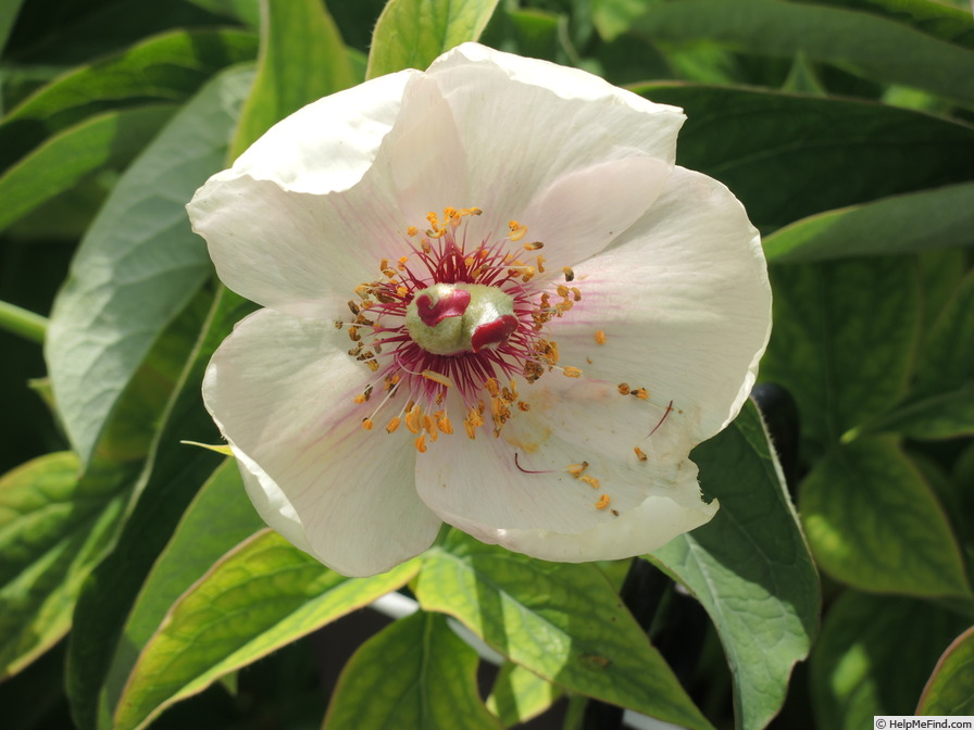 '<i>P. wittmanniana</i> Hartwiss ex Lindl. synonym' peony photo