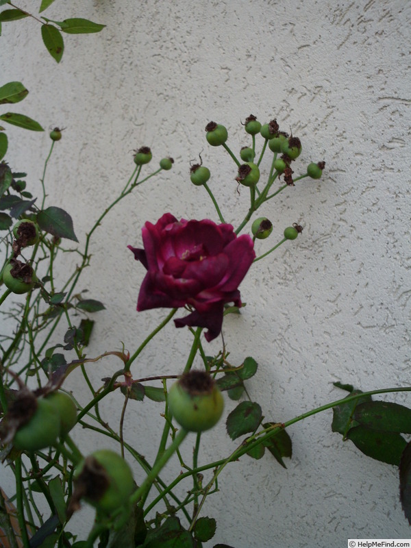 'Burgundy Rambler' rose photo