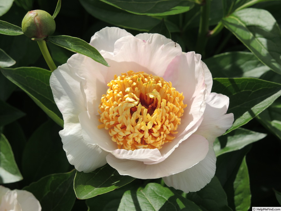 'Chalice (hybrid, Saunders, 1917)' peony photo