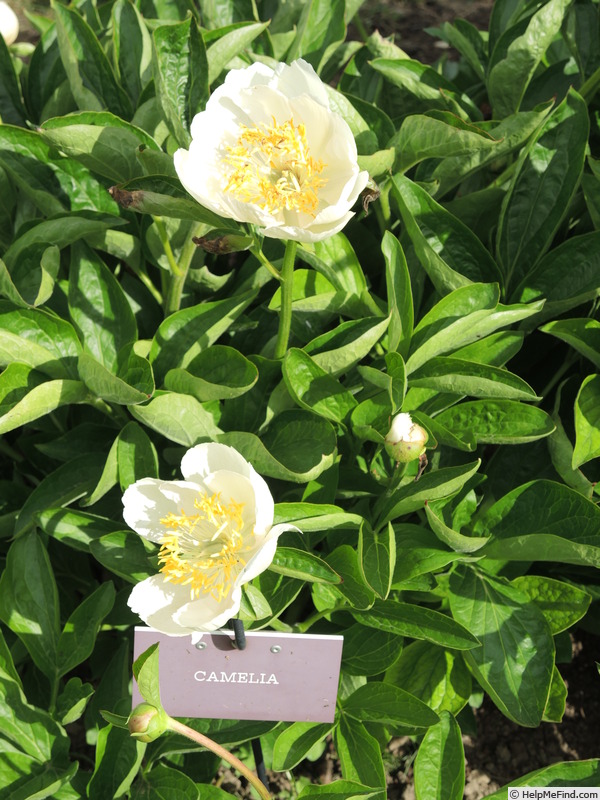 'Camelia (hybrid, Saunders, 1942)' peony photo