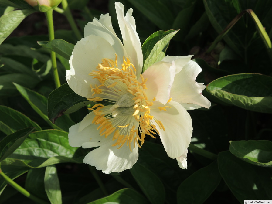 'Camelia (hybrid, Saunders, 1942)' peony photo