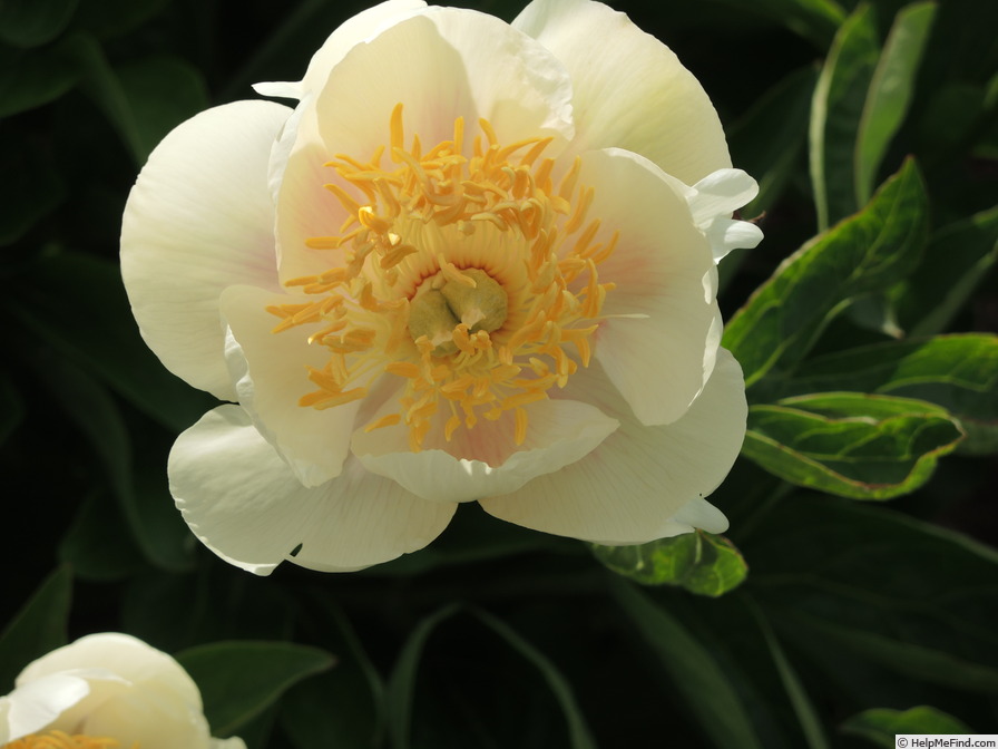 'Camelia (hybrid, Saunders, 1942)' peony photo