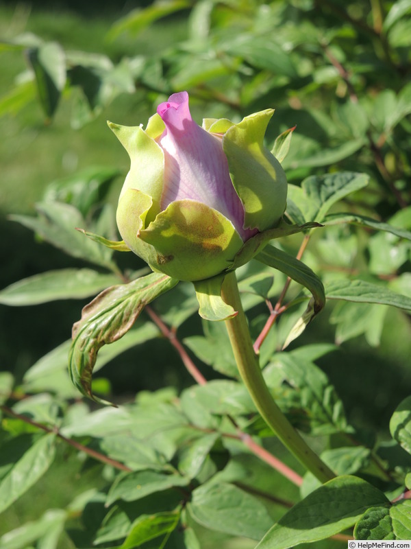 'Crinoline' peony, click to enlarge 'Crinoline' peony photo