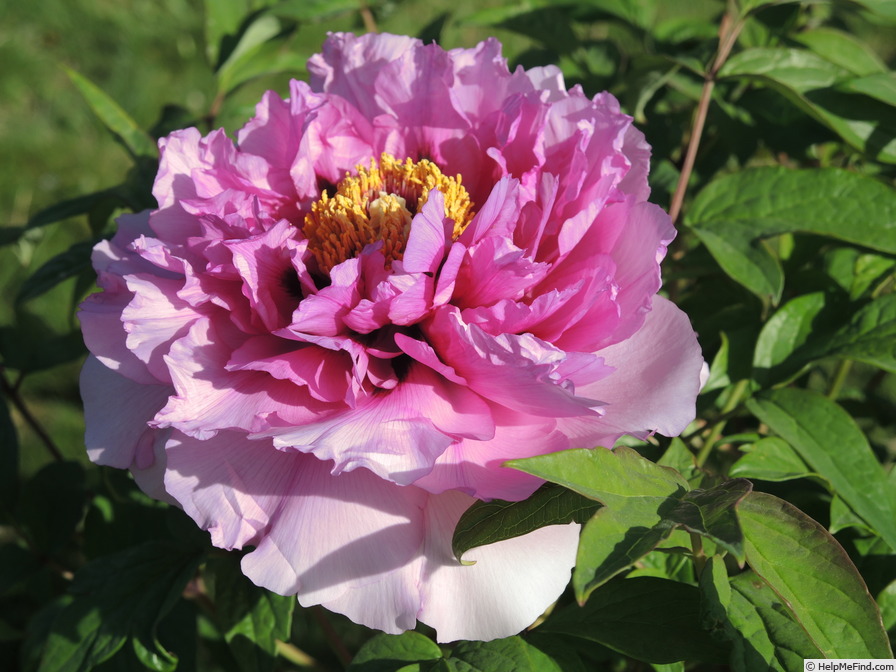 'Crinoline' peony photo