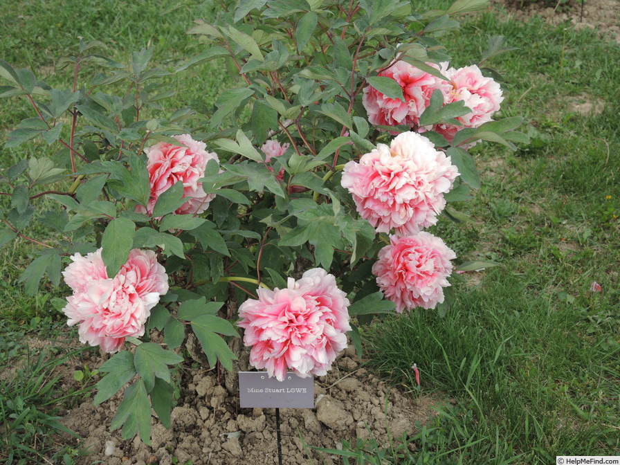 'Madame Stuart Lowe' peony photo