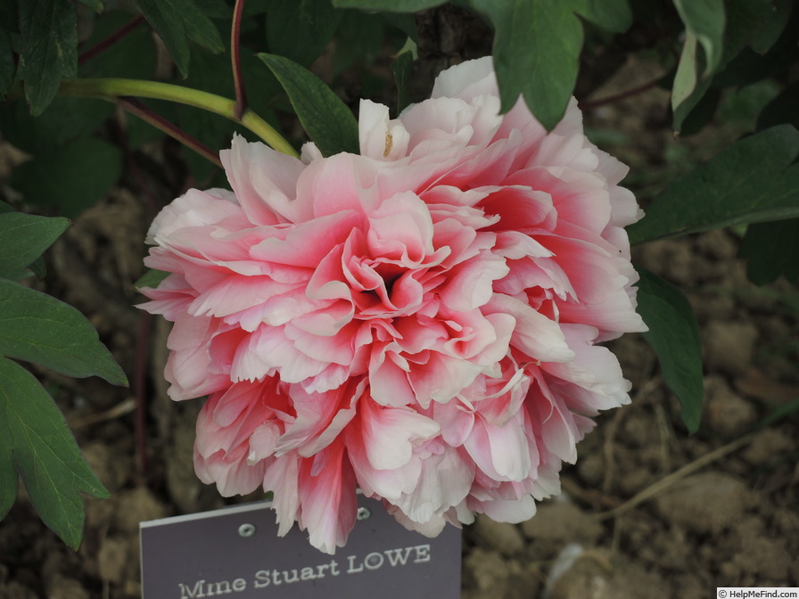 'Madame Stuart Lowe' peony photo