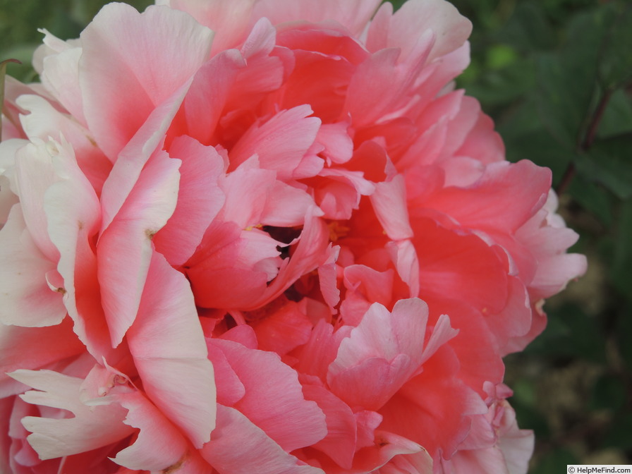 'Madame Stuart Lowe' peony photo