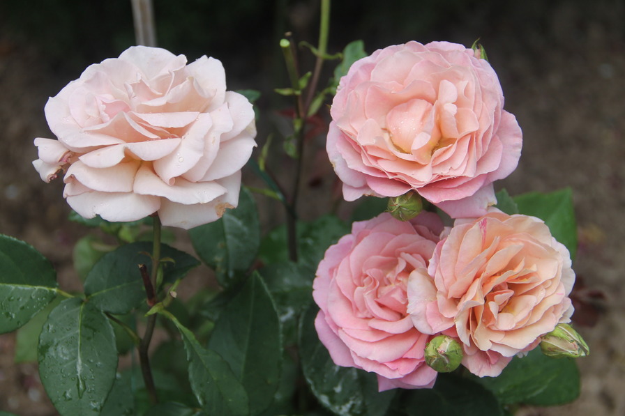 'Vidal Sassoon' rose photo