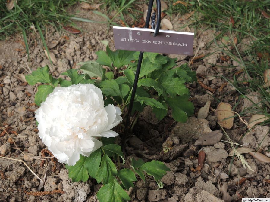 'Bijou de Chusan' peony photo