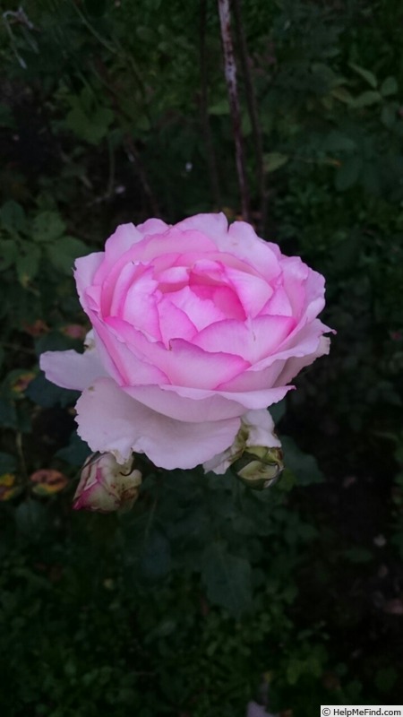'Honoré de Balzac ® (floribunda, Meillans, 1996)' rose photo