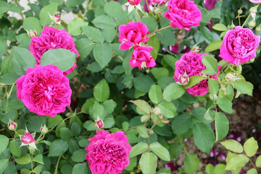 'William Shakespeare 2000 ™ (shrub, Austin 1994)' rose photo