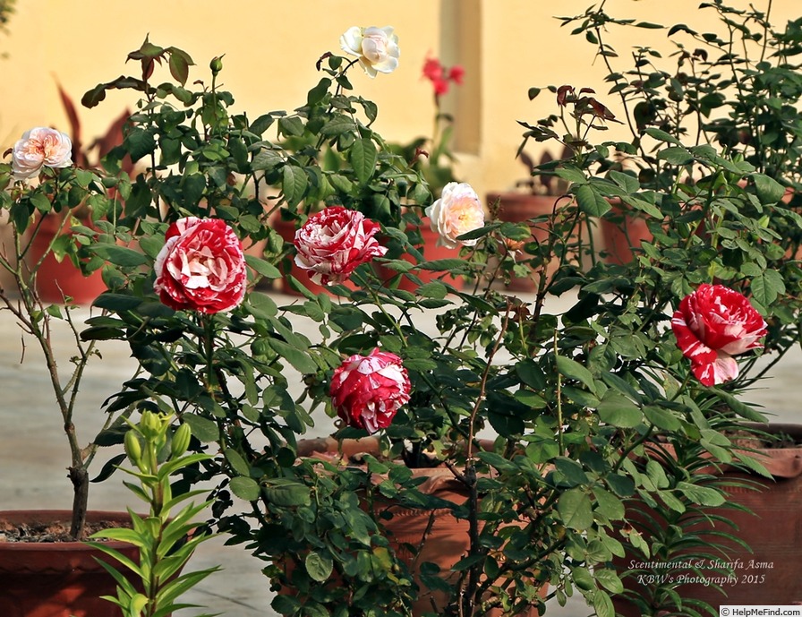 'Scentimental ™ (floribunda, Carruth 1996)' rose photo