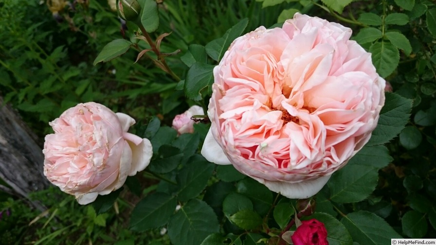 'Alexandrine (hybrid tea, Meilland, 2009)' rose photo