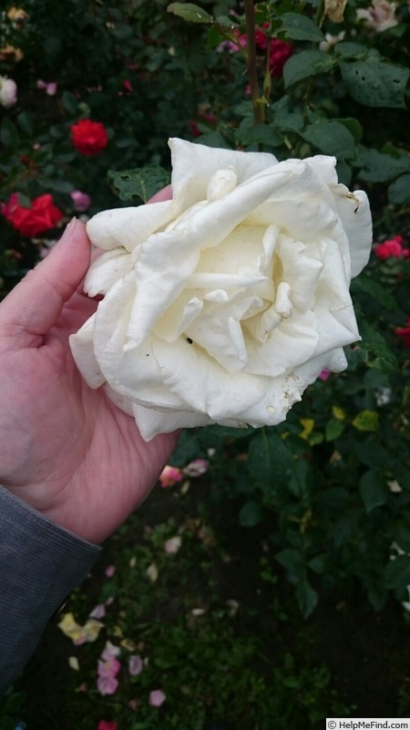 'Mount Shasta' rose photo