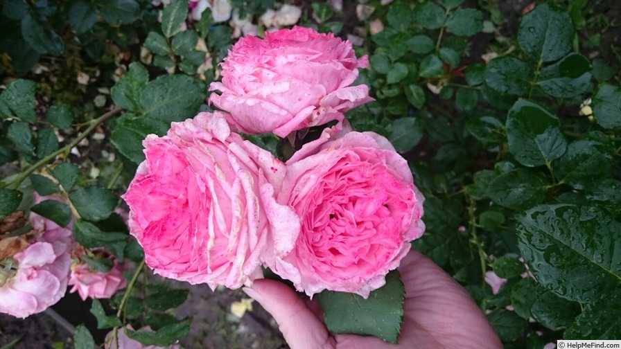 'First Lady® (florists' rose, Tantau, 2005)' rose photo