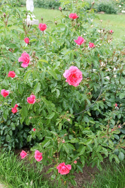 'Кадриль' rose photo