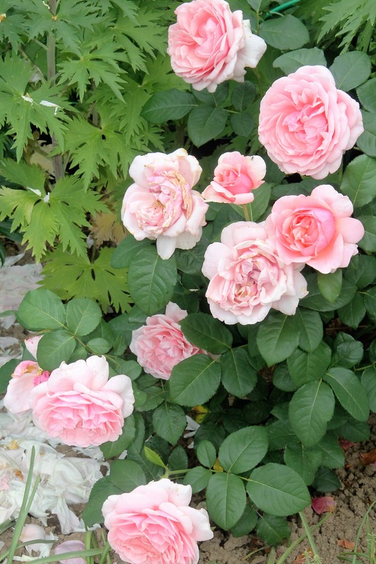 'Doris Leuthard ®' rose photo