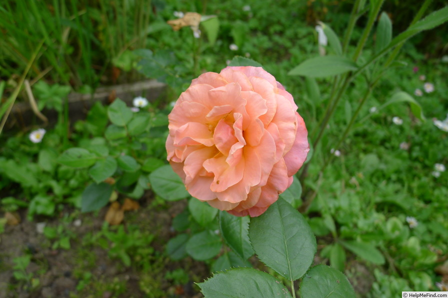 'Celeb' rose photo
