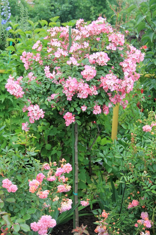'Ballerina (hybrid musk, Bentall, 1937)' rose, click to enlarge 'Ballerina (hybrid musk, Bentall, 1937)' rose photo