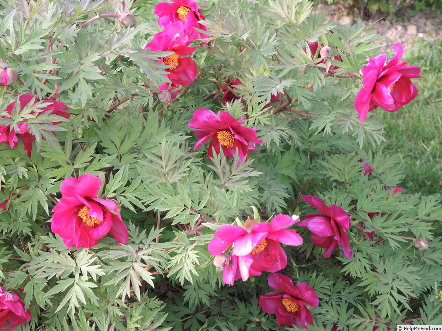 'Chinese Dragon' peony photo