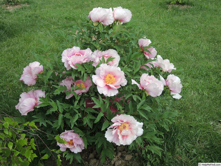 'Valse de Vienne' peony, click to enlarge 'Valse de Vienne' peony photo