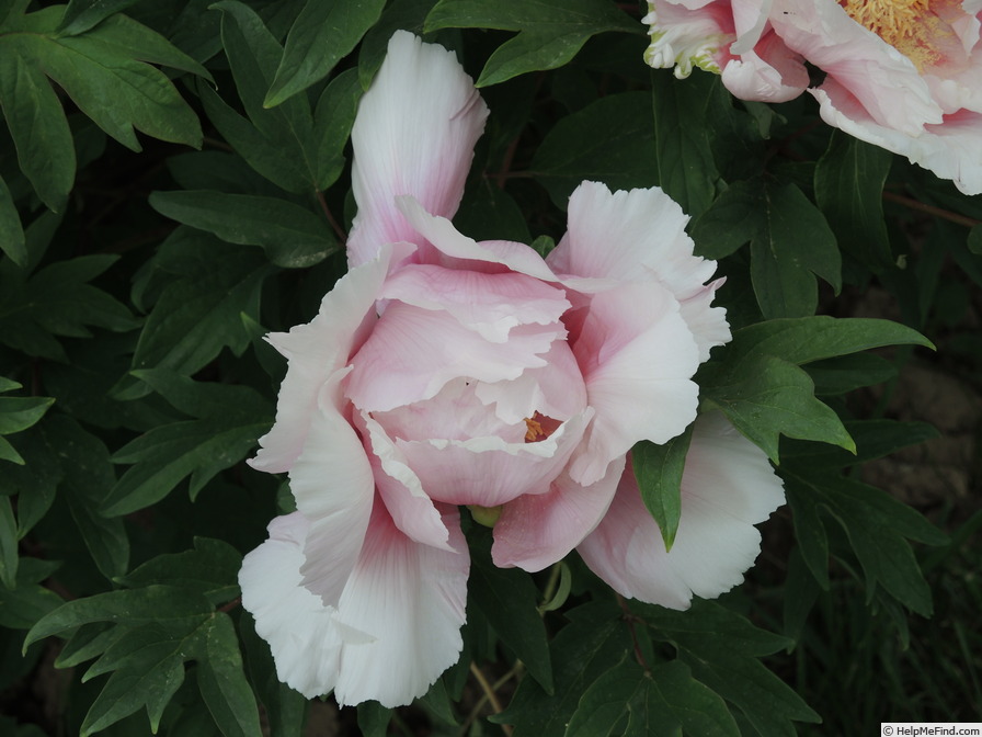 'Valse de Vienne' peony, click to enlarge 'Valse de Vienne' peony photo