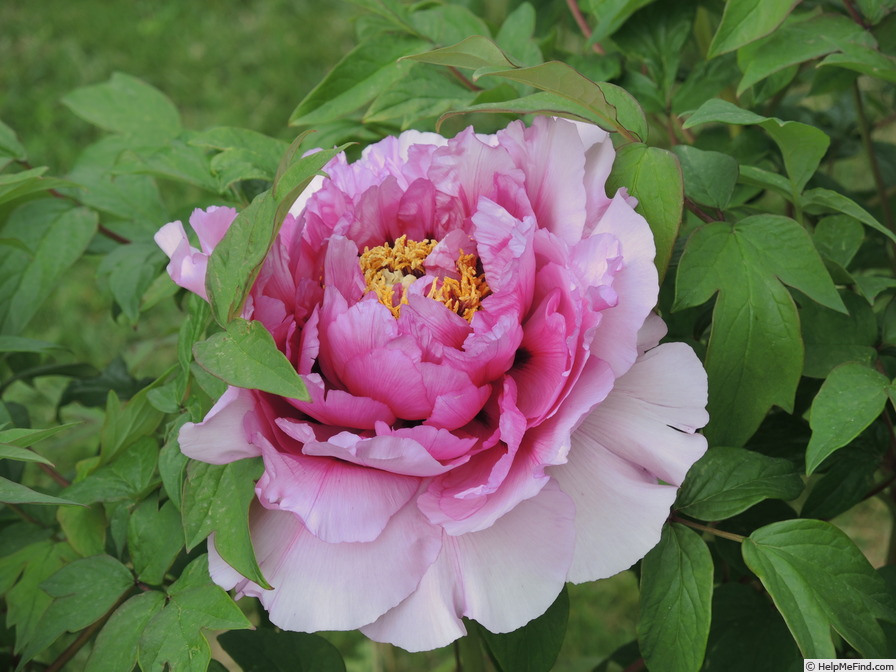 'Crinoline' peony, click to enlarge 'Crinoline' peony photo