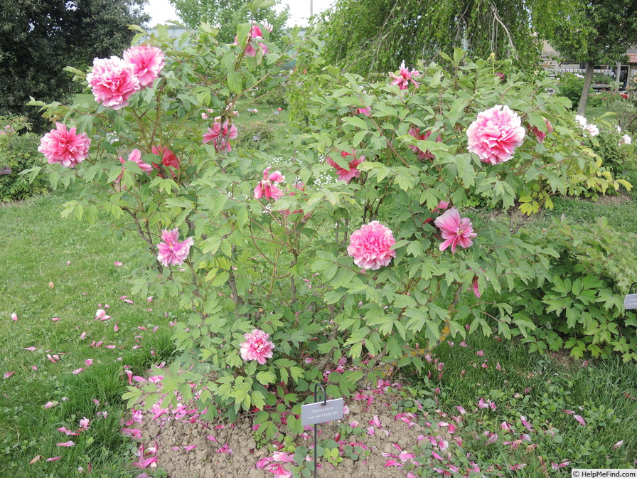 'Triomphe de van der Maelen' peony photo