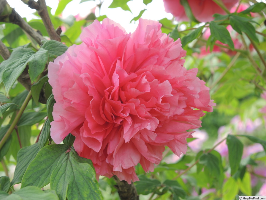 'Triomphe de van der Maelen' peony photo